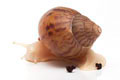 Achatina achatina achatina Nigeria F1 typ 2 albino body juvenil